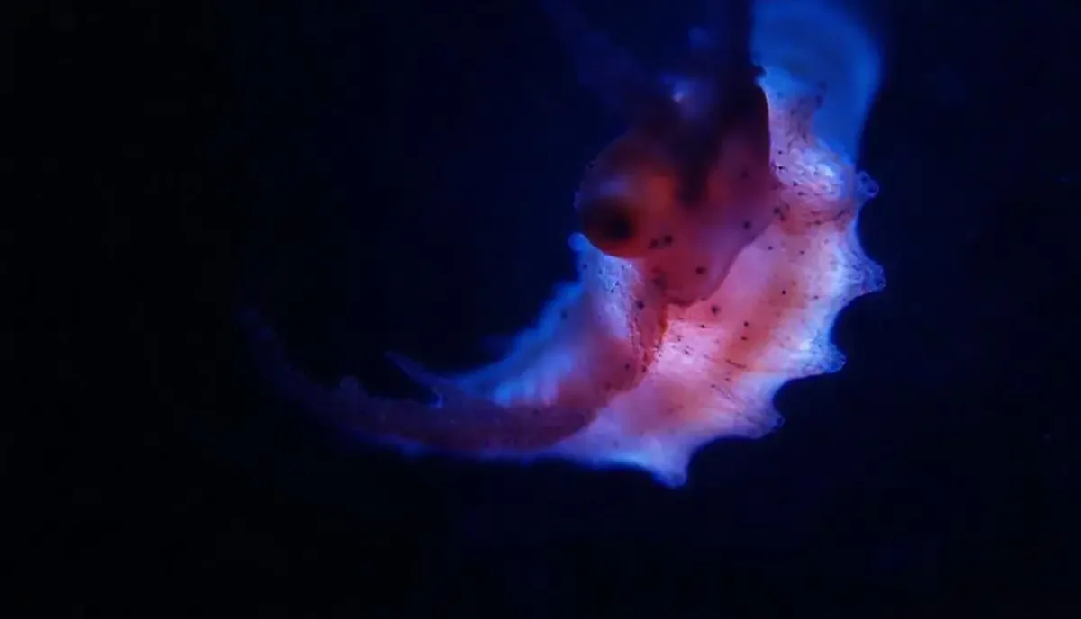 蓝色星球:深海秘境 - 风驰影院在线点播 《蓝色星球:深海秘境》宽幅海平线海报